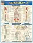 Bc Anatomy 2