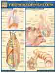 Bc Respiratory System