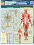 Bc Anatomy Fundamentals Life Science